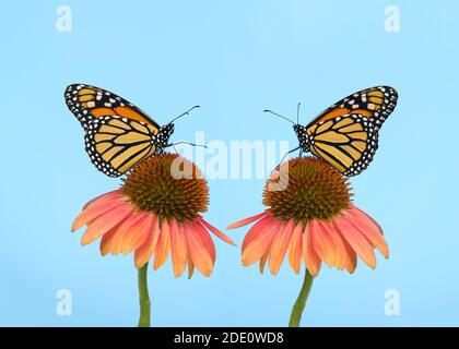Deux papillons monarques face à face sur les fleurs coniques face à face l'un vers l'autre, un papillon avec la jambe étendue comme si atteindre pour l'autre. Lumière bl Banque D'Images