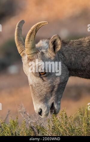 Mouflon de Bighorn, Ovis canadensis, exploration à Devil Canyon Overlook dans le terrain de loisirs national de Bighorn Canyon, près de Lovell, Wyoming, États-Unis Banque D'Images