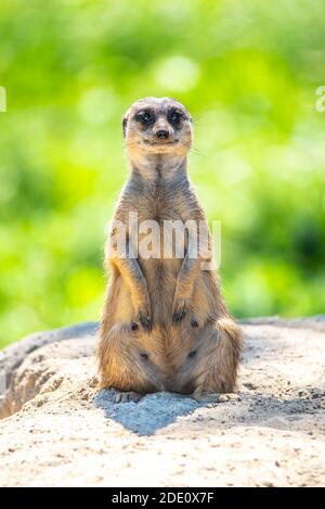 Meerkat, Suricata suricata, assis sur le rocher. Banque D'Images
