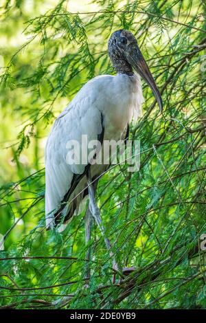 Cigogne en bois (Mycteria americana) perchée dans un cyprès, verticale - Davie, Floride, États-Unis Banque D'Images