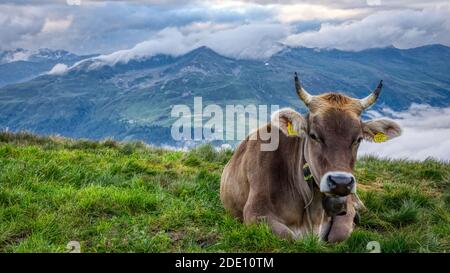 vache en pâturage dans les montagnes suisses au-dessus des daovs, suisse. Une tempête arrive, graubunden swiss Banque D'Images