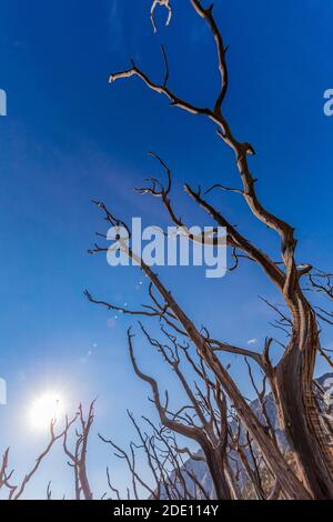 Dead Utah Juniper, Juniperus osteosperma, arbres dans la zone de loisirs nationale de Bighorn Canyon, près de Lovell, Wyoming, États-Unis Banque D'Images