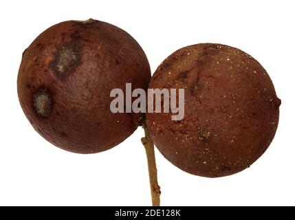 Deux grandes vieilles galles brunes, causées par une guêpe parasite (Andricus quercuszae), isolées sur un fond blanc. Parque Natural da Arrabida, Setubal, Banque D'Images