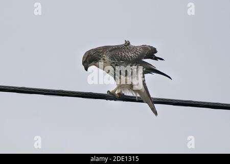 Buse à queue rouge Banque D'Images