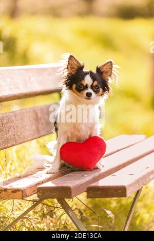 chihuahua avec un coeur rouge assis sur un banc à l'extérieur Banque D'Images