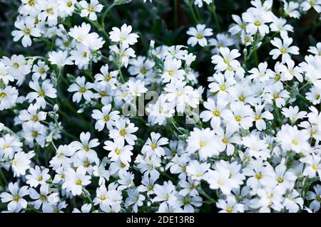 Vue rapprochée depuis le haut sur une douille blanche Fleurs de jasmin Banque D'Images