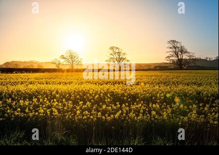 Champs d'or. Champ de colza à fleurs jaunes au printemps en Écosse, au Royaume-Uni, a tiré contre le soleil avec des arbres silhouettes en arrière-plan un éclat de lentille Banque D'Images