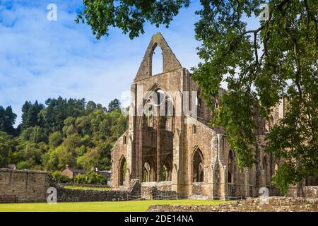 Abbaye de Tintern, Tintern, Wye Valley, Monbucshire, pays de Galles, Royaume-Uni, Europe Banque D'Images