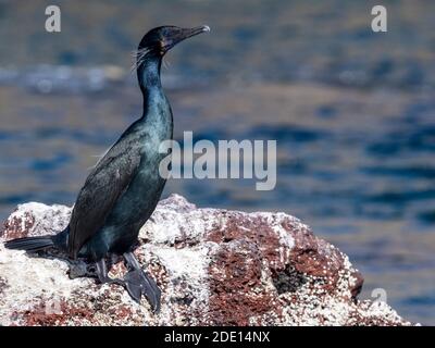 Cormorant adulte de Brandt (Phalacrocorax penicillatus), Isla San Ildefonso, Baja California sur, Mexique, Amérique du Nord Banque D'Images