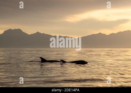 Grands dauphins adultes (Tursiops truncatus) en surfaçage près d'Isla Santa Catalina, Baja California sur, Mexique, Amérique du Nord Banque D'Images