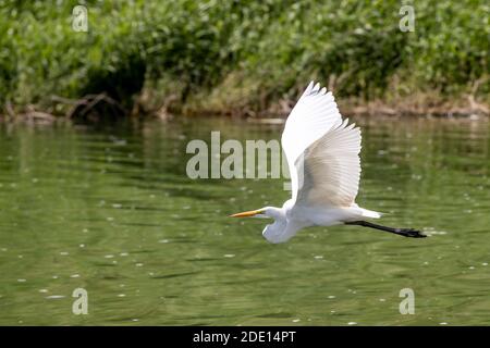 Un grand aigreet adulte (Ardea alba) en vol à San Jose del Cabo, Baja California sur, Mexique, Amérique du Nord Banque D'Images