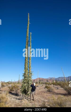 Photographe avec boojum Tree (Fouquieria columnaris), Bahia de los Angeles, Basse-Californie, Mexique, Amérique du Nord Banque D'Images