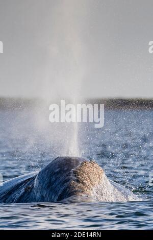 Baleine grise adulte de Californie (Eschrichtius robustus) faisant face à la lagune de San Ignacio, Baja California sur, Mexique, Amérique du Nord Banque D'Images