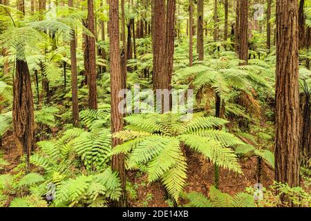 Les séquoias de la forêt de Whakarewarewa, Rotorua, Bay of Plenty, Île du Nord, Nouvelle-Zélande, Pacifique Banque D'Images