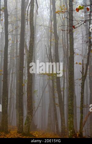 Forêt en brouillard, Parc national des forêts de Casentinesi, Apennines, Toscane, Italie, Europe Banque D'Images