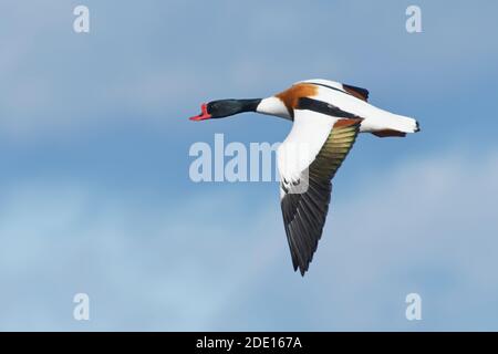 Calaque commun (Tadorna tadorna) drake en vol contre un ciel bleu, Gloucestershire, Angleterre, Royaume-Uni, Europe Banque D'Images