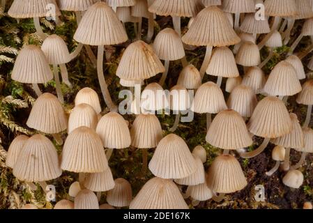 Les champignons (Coprinellus disséminatus) des filets de fées (Fairy inkcap) s'accrochent sur un tronc d'arbre pourri, Gloucestershire, Angleterre, Royaume-Uni, Europe Banque D'Images