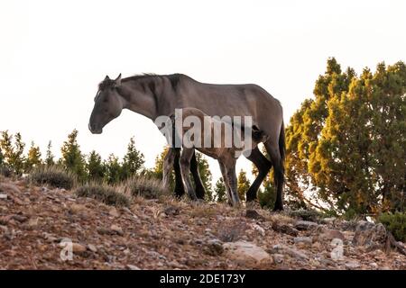 Les chevaux sauvages, Equus ferus caballus, jument avec putain, du troupeau de la chaîne de chevaux sauvages de Pryor Mountain, sont vus dans le Bighorn Canyon National Recreation Banque D'Images