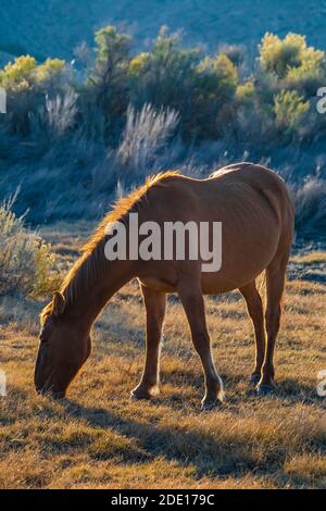 Les chevaux sauvages, Equus ferus cabalus, de la chaîne de chevaux sauvages de Pryor Mountain, sont vus dans le terrain de jeux national de Bighorn Canyon, près de Lovell, Wyoming, Banque D'Images