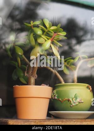 Une paire de plantes de Jade dans une jardinière en terre cuite et une poterie en céramique vert vintage avec un motif floral derrière une fenêtre, vue de l'extérieur. Banque D'Images