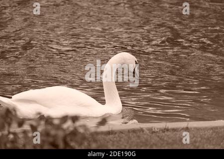 Magnifique Swan blanc Banque D'Images