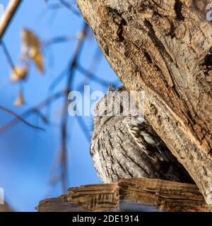 Hibou de l'est (Megascops asio) gris morph plumage roosting dans la cavité de l'arbre à Morning Colorado, USA Banque D'Images