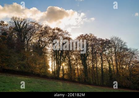 Fin après-midi automne lumière du soleil sur la chiltern Way Silhouetting arbres. Fingest, Buckinghamshire, Angleterre Banque D'Images