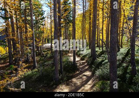 WA18551-00...WASHINGTON - Ingalls Way Trail qui serpente à travers une bosquet de mélèze alpin en automne. Fait partie de la région sauvage des lacs alpins. Banque D'Images