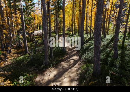 WA18552-00...WASHINGTON - Ingalls Way Trail qui serpente à travers une bosquet de mélèze alpin en automne. Fait partie de la région sauvage des lacs alpins. Banque D'Images