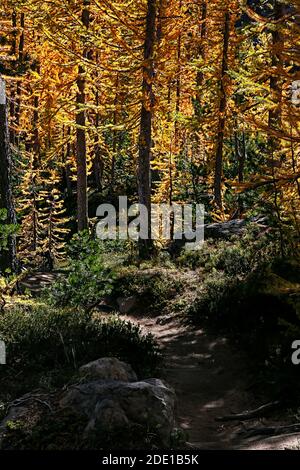 WA18553-00...WASHINGTON - Ingalls Way Trail qui serpente à travers une bosquet de mélèze alpin en automne. Fait partie de la région sauvage des lacs alpins. Banque D'Images