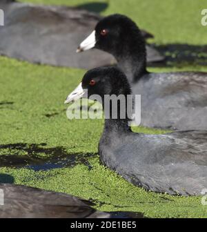 Une paire de cuisiniers américains (Fulica americana) Nager à travers les duckadweed à la surface du lac Pinto dans Californie Banque D'Images