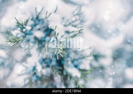 Branches de pin et baies dans la neige. Baies de genévrier bleues. La bague de conifères est recouverte de gel. Arbre de Noël en hiver. Concept de la nouvelle année. Gros plan. Banque D'Images