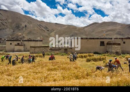 Les agriculteurs tibétains récoltent de l'orge dans la vallée de Rongbuk, au Mt. Réserve naturelle nationale de l'Everest, Préfecture de Shigatse, Tibet, Chine Banque D'Images