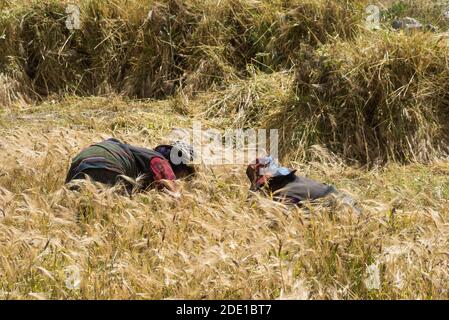 Les agriculteurs tibétains récoltent de l'orge dans la vallée de Rongbuk, au Mt. Réserve naturelle nationale de l'Everest, Préfecture de Shigatse, Tibet, Chine Banque D'Images