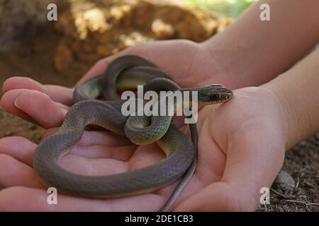 Serpent-couleuvre agile Ã ventre jaune de l'Ouest (Coluber constricteur mormon) dans les mains des filles Banque D'Images