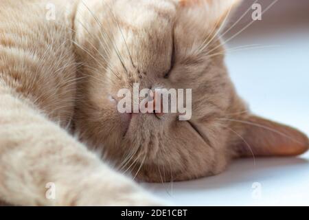 Le chat rouge dort doucement. Grand portrait d'un chat. Banque D'Images