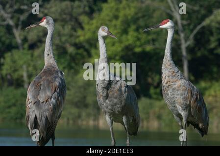 Un trio de grues à poncer (Grus canadensis), deux adultes et un poussin presque adulte. Il est de la même taille que les adultes mais diffère en plumage. Banque D'Images