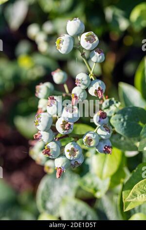 'Patriot' Blueberry, Amerikansk blåbär (Vaccinium corymbosum) Banque D'Images