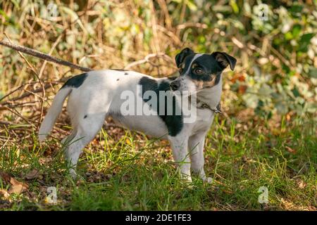 Triste petit chien laissé seul dans une forêt, attaché avec une corde à un arbre. Concept de cruauté envers les animaux. Banque D'Images