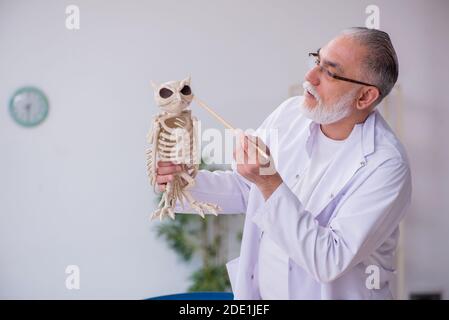 Ancien paléontologue examinant les oiseaux au laboratoire Banque D'Images