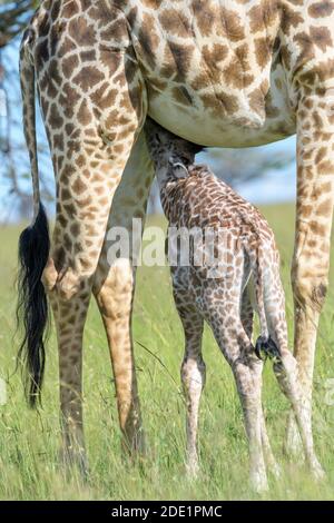 Giraffe (Giraffa camelopardalis) mère avec un veau buvant, gros plan, Masai Mara, Kenya. Banque D'Images