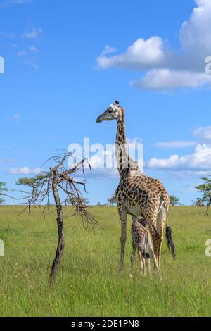 Giraffe (Giraffa camelopardalis) mère avec boisson de veau, Masai Mara, Kenya. Banque D'Images