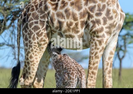 Giraffe (Giraffa camelopardalis) mère avec un veau buvant, gros plan, Masai Mara, Kenya. Banque D'Images