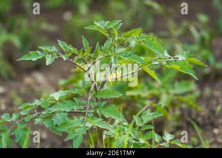 Jeune plante de tomate dans un jardin de légumes. Banque D'Images