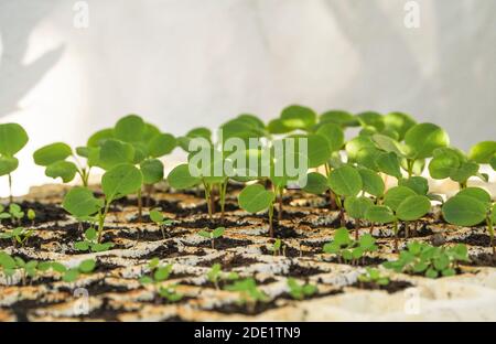 Jeunes plantes la culture de l'honnêteté annuelle dans le bac à semences de germination Banque D'Images