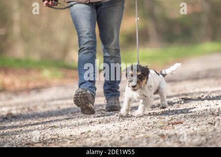 Le chien Little Jack Russell Terrier marche avec son propriétaire sur un chemin de gravier dans la forêt. Le chien tire le rire sur une laisse Banque D'Images