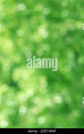 Image verticale du feuillage vert bokeh dans la lumière du soleil pendant arrière-plan abstrait ou fond d'écran Banque D'Images