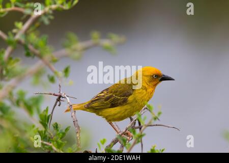 Oiseau du Cap Weaver (Ploceus capensis) perché sur une branche du parc national de l'éléphant d'Addo, Afrique du Sud Banque D'Images