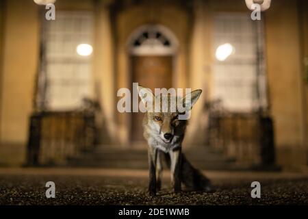 City Fox errant dans les rues de bristol la nuit Banque D'Images