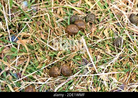 Excréments ou excréments d'un lièvre ou d'un lapin couché herbe dans la nature Banque D'Images